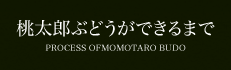桃太郎ぶどうができるまで