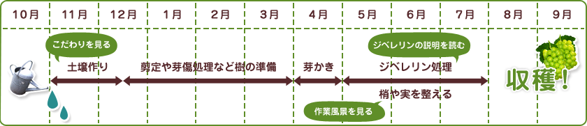 桃太郎ぶどう栽培スケジュール
