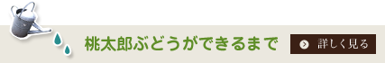 「桃太郎ぶどうができるまで」を詳しく見る