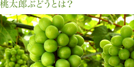 桃太郎ぶどうとは？