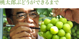 桃太郎ができるまで